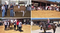 TRADICIJA SE NASTAVLJA: Missice ovogodišnje izložbe stoke i konja su krava Brunda i kobila Linda