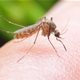 Kako se riješiti komaraca na prirodan način