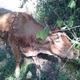 POTRAGA USPJEŠNO ZAVRŠILA: Odbjegle krave nakon tri tjedna lutanja vraćaju se kući