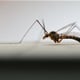 Znate li zašto rijetko osjetimo ubod komarca?
