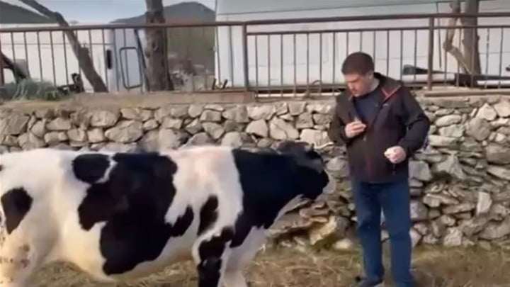 butković krava