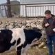 VIDEO: Butković tješeći kravu poslao poruku Milanoviću
