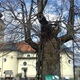 Gupčeva lipa 11. na natjecanju za Europsko stablo godine