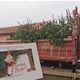 Za sreću nisu potrebne velike stvari: Načelnica razveselila obitelji u potrebi božićnim drvcima