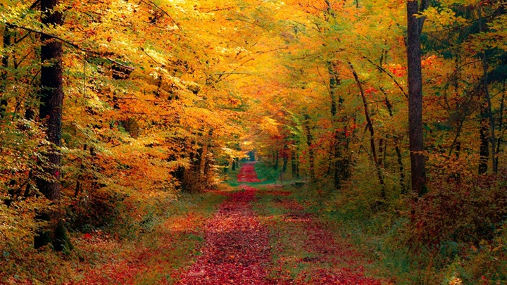 autumn-leaves-falling-background-wallpaper-1.jpg