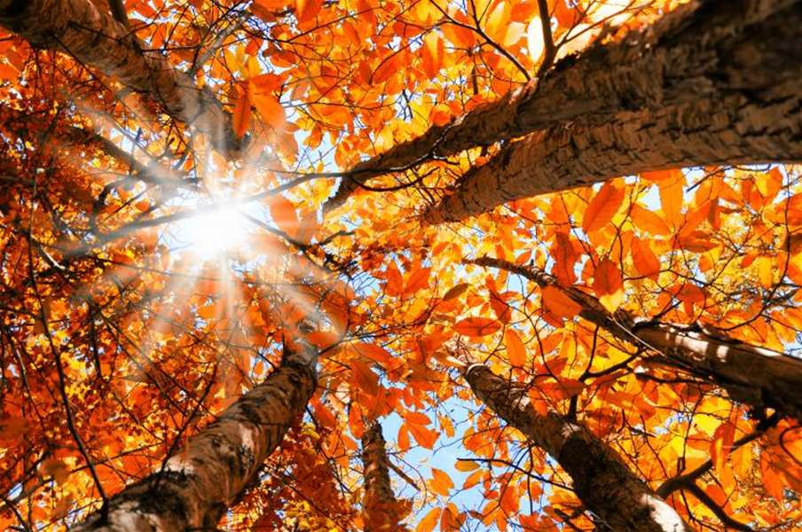 autumn-leaves-equinox.jpg
