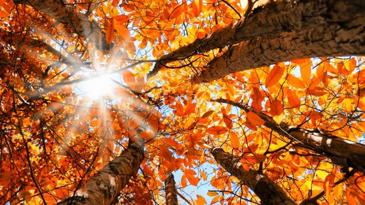 autumn-leaves-equinox.jpg