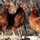 NEOBIČNA KRAĐA: Ukradene kokoši u Bočadiru