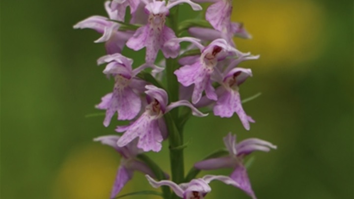 orhideje1.jpg