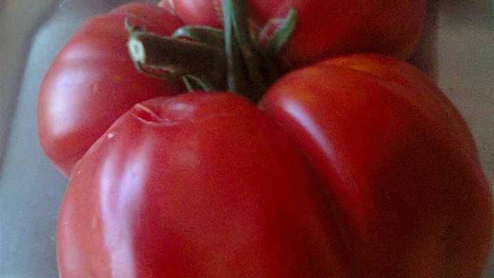 paradajz2.jpg