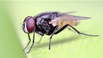 Muhe opsjedaju vašu hranu? Evo kako ih se riješiti uz prirodne načine i trikove