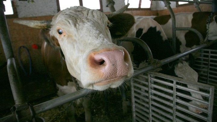 Prema podacima Hrvatske poljoprivredne agencije u Zagorju je evidentirano 5.038 krava