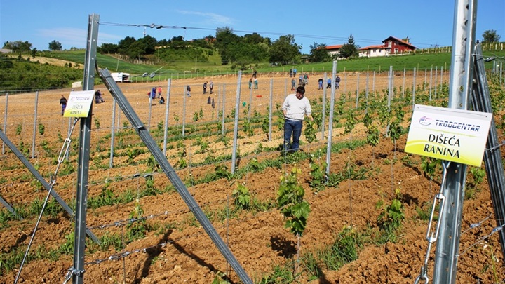 Zaštita autohtonih sorata vinove loze