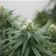 Policija u Risvici pronašla marihuanu, sjemenke i biljke konoplje, najavili pressicu s detaljima