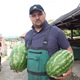 Zagorec na jugu Dalmacije uzgaja lubenice: "Neke narastu i do 20 kila"
