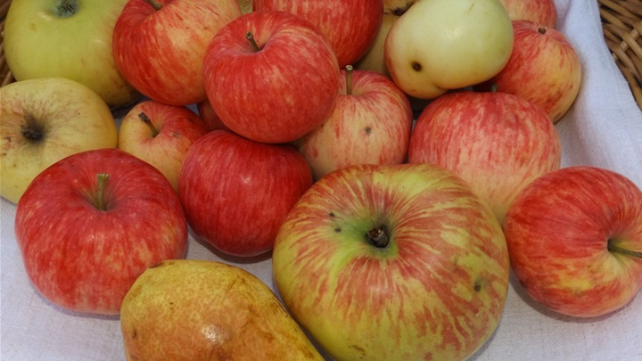 Stare sorte jabuka