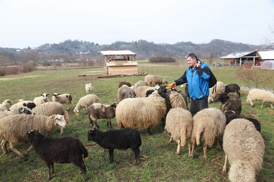 veterinar uzgaja ovce-1.jpg