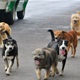 Na 112 prijavljeno kako u Poznanovcu psi šeću bez kontrole i napadaju prolaznike
