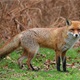  Počinje jesenska akcija oralne vakcinacije lisica, držite ljubimce pod nadzorom   