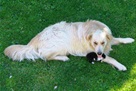 Ari pas Zlatka Vincelja kojemu se od prosinca izgubio svaki trag.jpg
