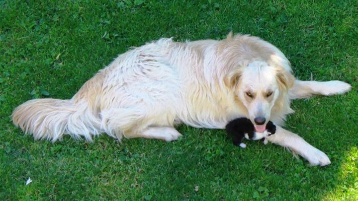 Ari pas Zlatka Vincelja kojemu se od prosinca izgubio svaki trag.jpg