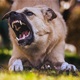 Novi slučajevi otvorili burnu raspravu: ‘Treba rigorozno kazniti te vlasnike pasa’