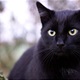Ovo je 5 zanimljivosti o crnim mačkama