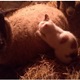 [VIDEO] Prijateljstvo mace i ovce kakvo još niste vidjeli