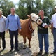 [VIDEO] Šampionska grla izložbe su krava Crvena i pastuh Ljiljan