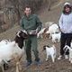 [VIDEO] FARMA PUNA LJUBAVI: 'Koze i ovce su prirodni i najjeftiniji malčer koji možeš kupiti'