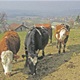 Proizvođači mlijeka prodaju krave:  'Bolje doma spati, nek zgubu delati'