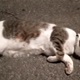 VIDEO: Pozvana pomoć zbog mačka koji je satima nepomično ležao na ulici, a on se ustvari grijao iznad cijevi vrelovoda