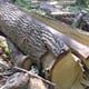 DRSKO: Iz šume u Stubičkim Toplicama ukradena porušena stabla