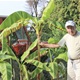 [OTKRIO NAM TAJNU UZGOJA] Prve banane u dvorištu Marijana iz Oroslavja