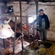 POGLEDAJTE VIDEO Gazda Franjo: Bez dobrih ljudi koji su nam pomogli, priča s našim kravicama ne bi imala sretan završetak 