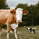 Kod Benkovca na pašnjaku: Manijak izrezao četiri krave u vlasništvu 53-godišnjaka