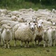  Ovce pobjegle s Hunjke, u Jakšincu radnici probušili cijev od plina