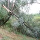 Vjetar rušio drveće i električne stupove