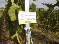 Berba autohtonih sorti vinove loze u Trgocentrovom vinogradu