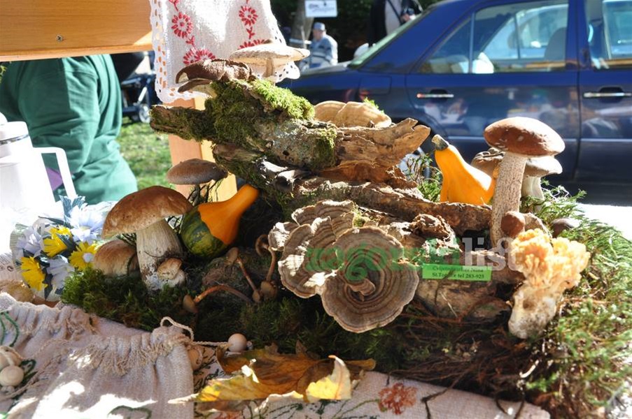 zagorje_gljivarijada_stubakima_manifestacija_branje_gljive_pila_drustvo_maglen_20102012_13.jpg