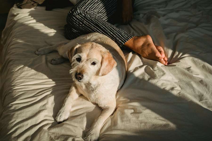 pexels-samson-katt-5255147.jpg