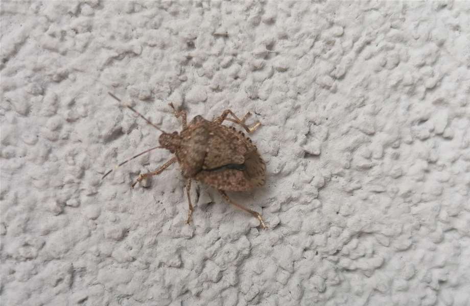 bubamare i martini (2).jpg