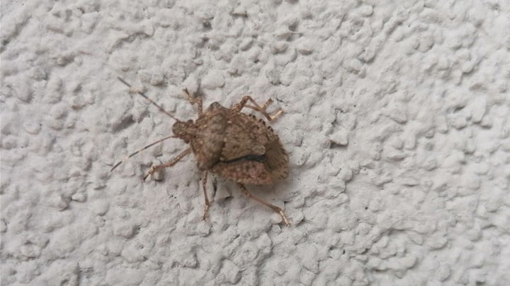 bubamare i martini (2).jpg