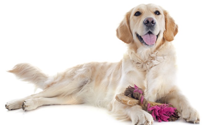 pas zlatni retriver.jpg