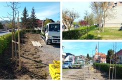 FOTO: Posađena nova stabla u Mariji Bistrici
