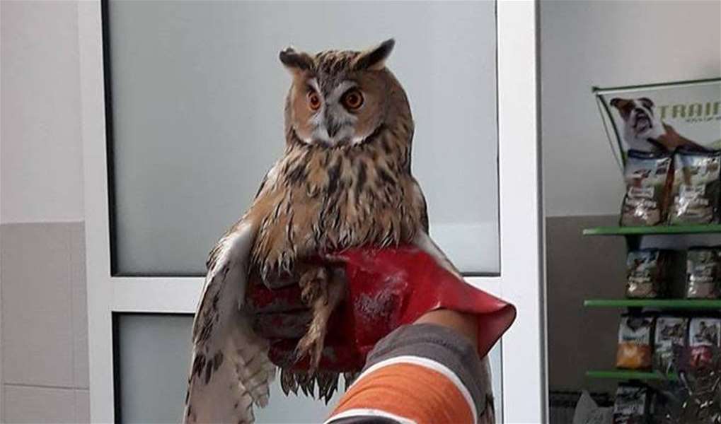 Sova je pronađena u Grabrovcu