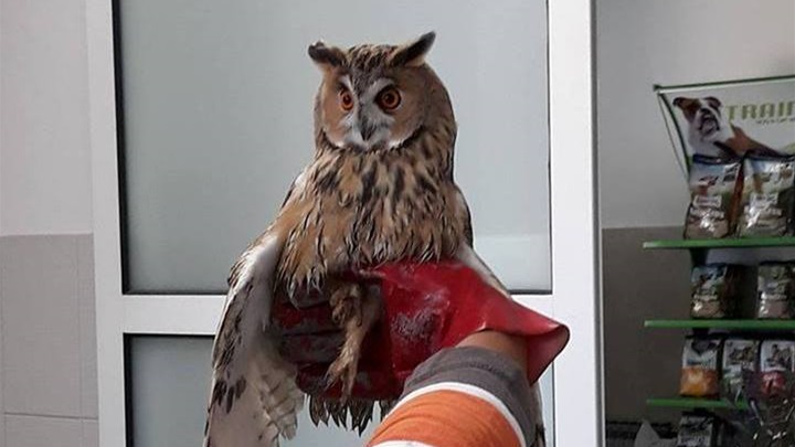 Sova je pronađena u Grabrovcu