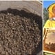 Trovanje i pomor pčela u Zagorju: 'Nisu mogle u košnicu, umirale su u mukama'