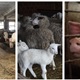 [VIDEO] Obitelj Iveković uzgaja 15 krava, 50 ovaca, 10 koza, 150 odojaka i mnoštvo peradi
