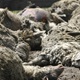 Leševe ovaca s majčinog OPG-a bacio kod kontejnera na groblju u Zagorju